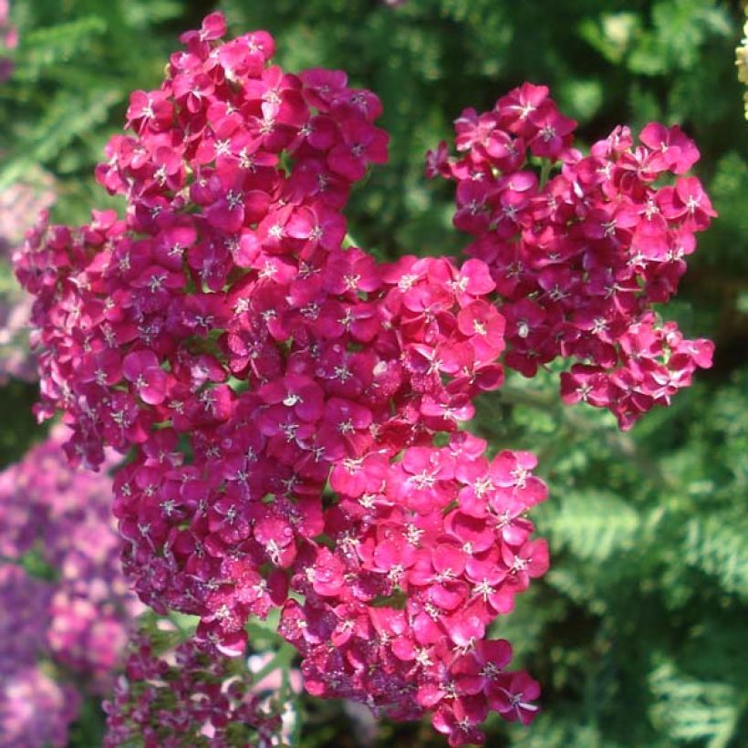 Achillea millefolium Saucy Seduction - Duizendblad (Flowering)