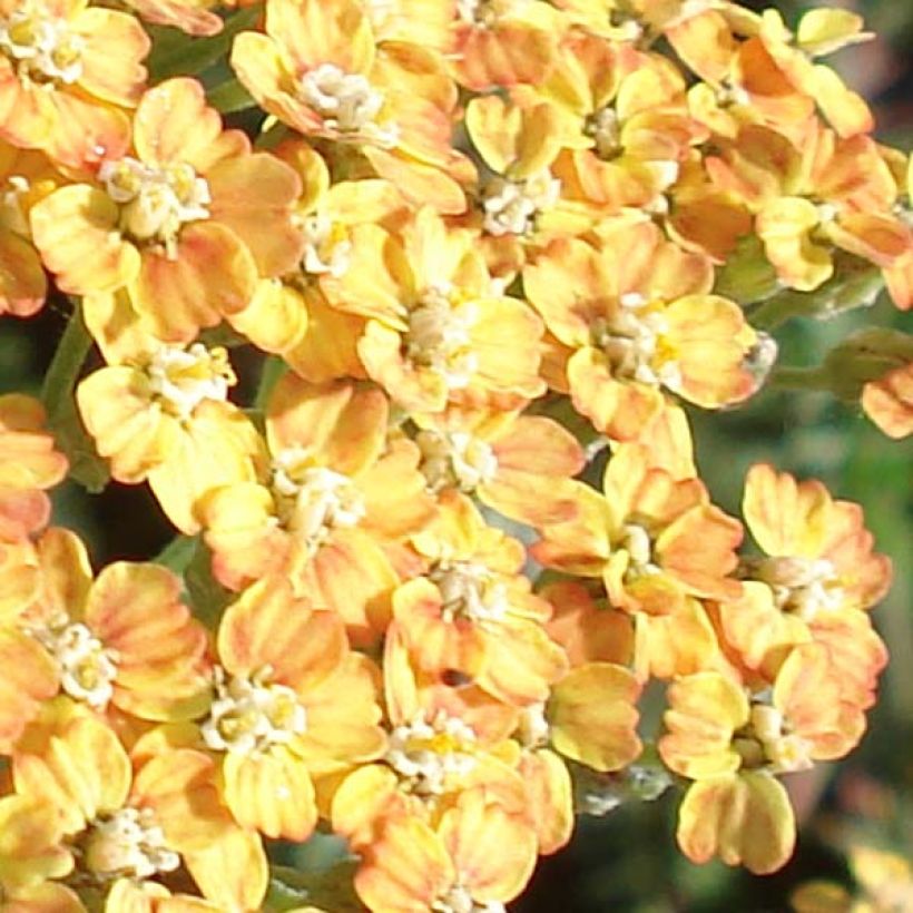 Achillea millefolium Terracotta - Duizendblad (Flowering)