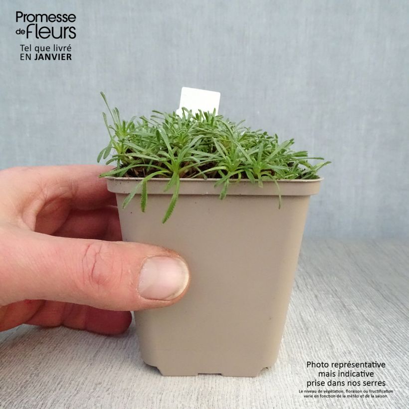 Exemplaar van Achillea ageratifolia - Grieks duizendblad Kweekpotje van 8/9 cm zoals geleverd in de winter