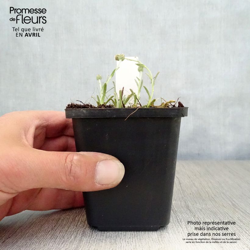 Exemplaar van Achillea ageratifolia - Grieks duizendblad Kweekpotje van 8/9 cm zoals geleverd in de lente