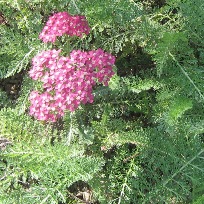 Achillea asplenifolia - Duizendblad (Blad)