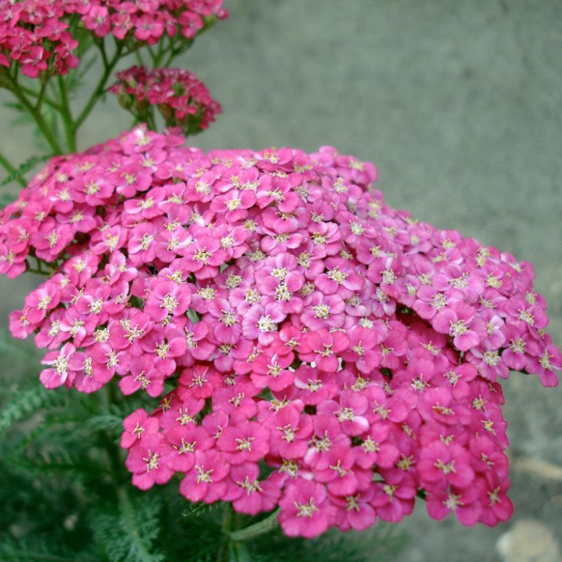 Achillea asplenifolia - Duizendblad (Bloei)