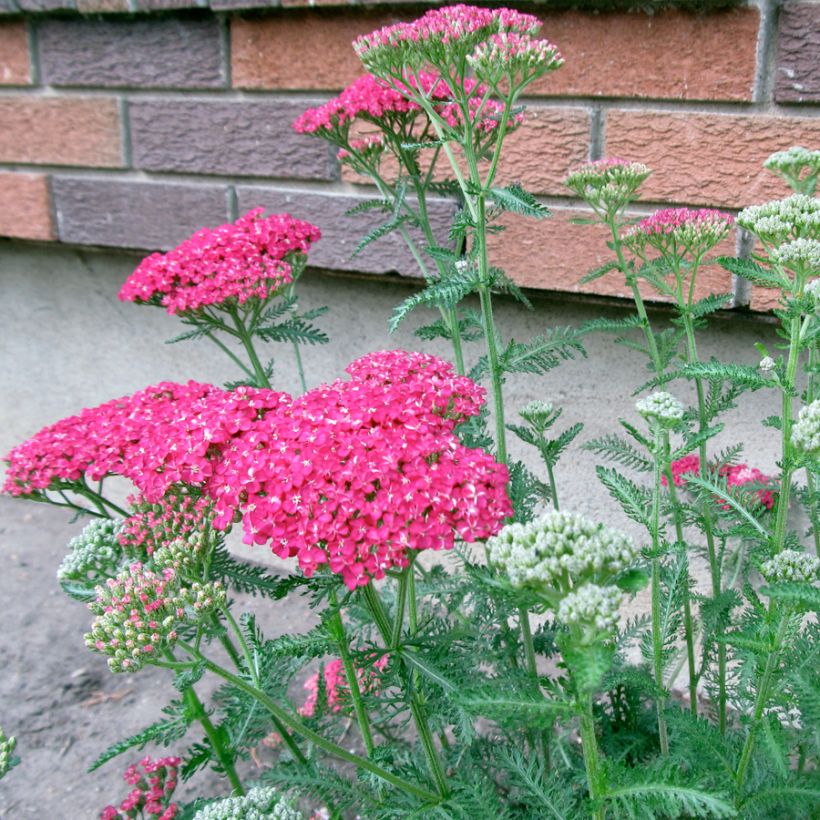 Achillea asplenifolia - Duizendblad (Groeiplaats)