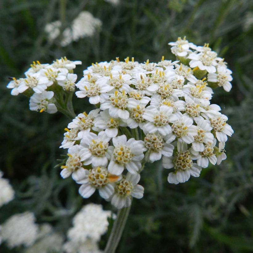 Achillea crithmifolia - Duizendblad (Flowering)
