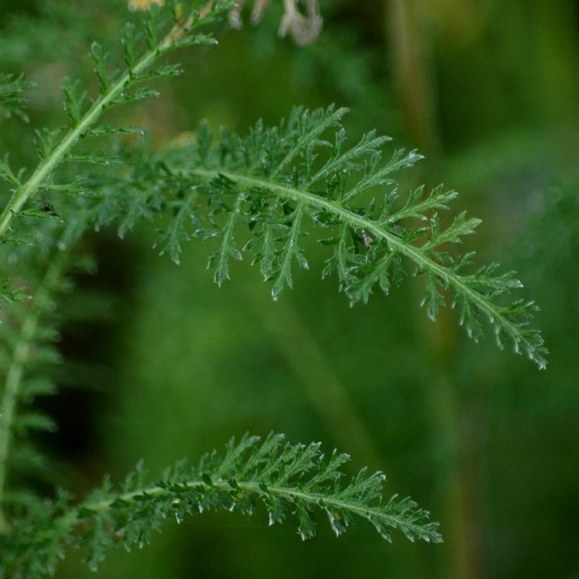 Achillea filipendulina Golden Plate - Duizendblad (Foliage)