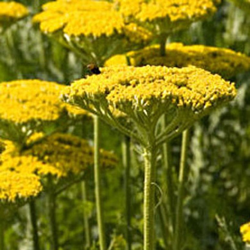 Achillea filipendulina Golden Plate - Duizendblad (Plant habit)