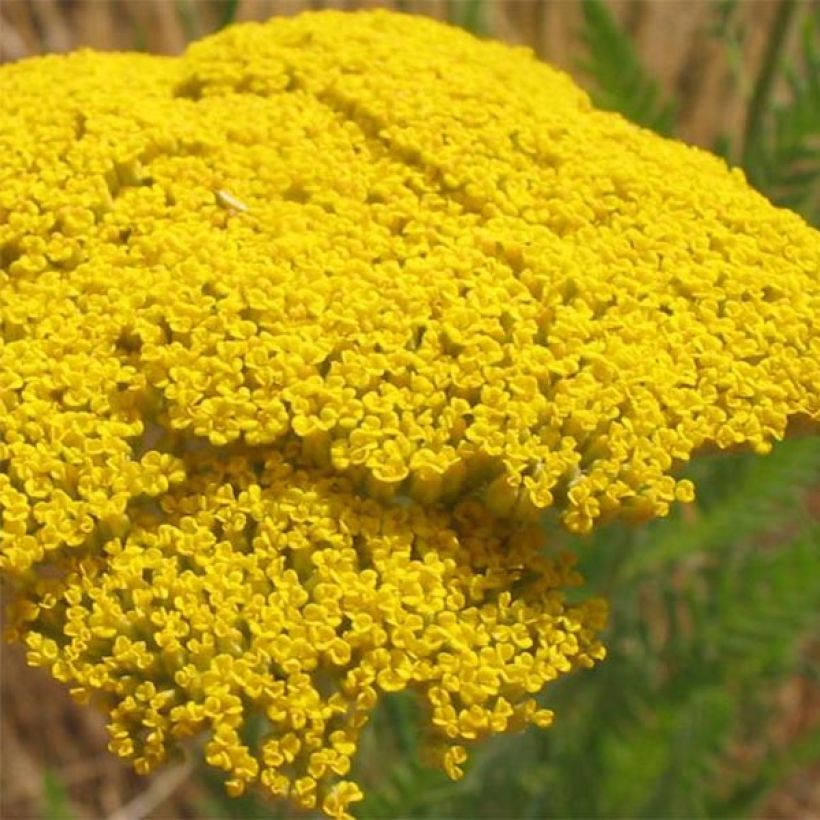 Achillea filipendulina Cloth of Gold - Duizendblad (Flowering)