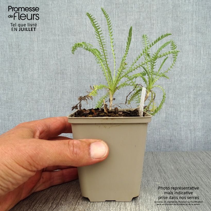 Exemplaar van Achillea hybride Little Moonshine - Duizendblad Kweekpotje van 8/9 cm zoals geleverd in de zomer