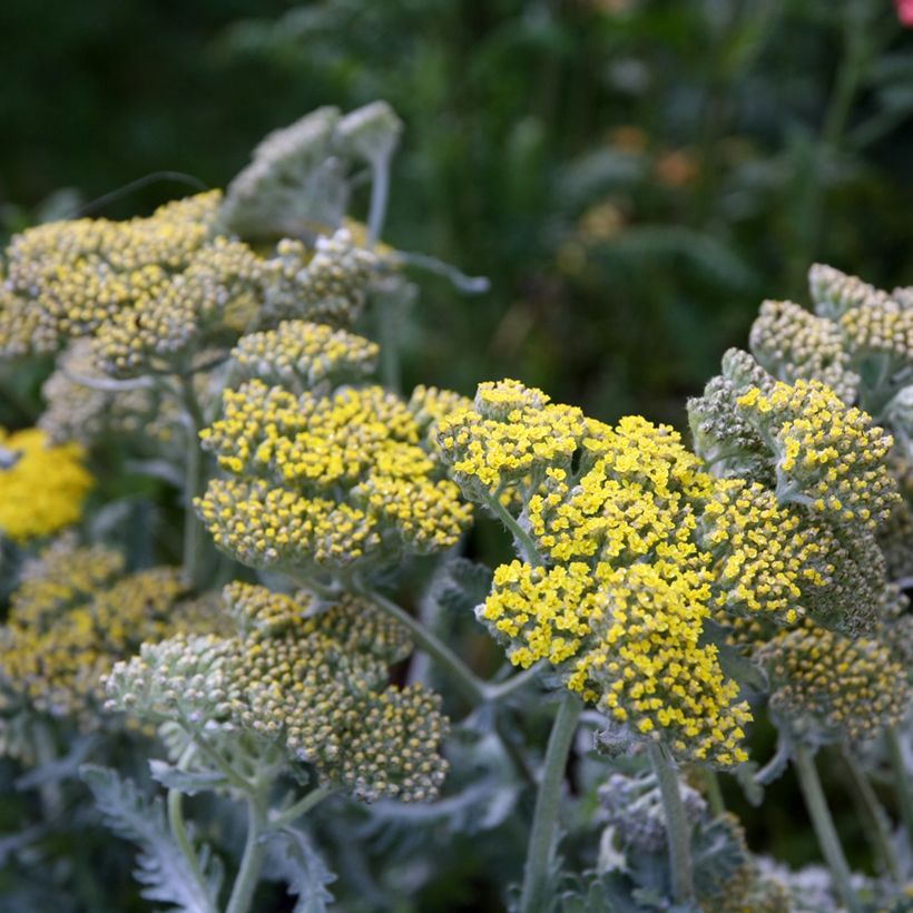 Achillea hybride Little Moonshine - Duizendblad (Bloei)