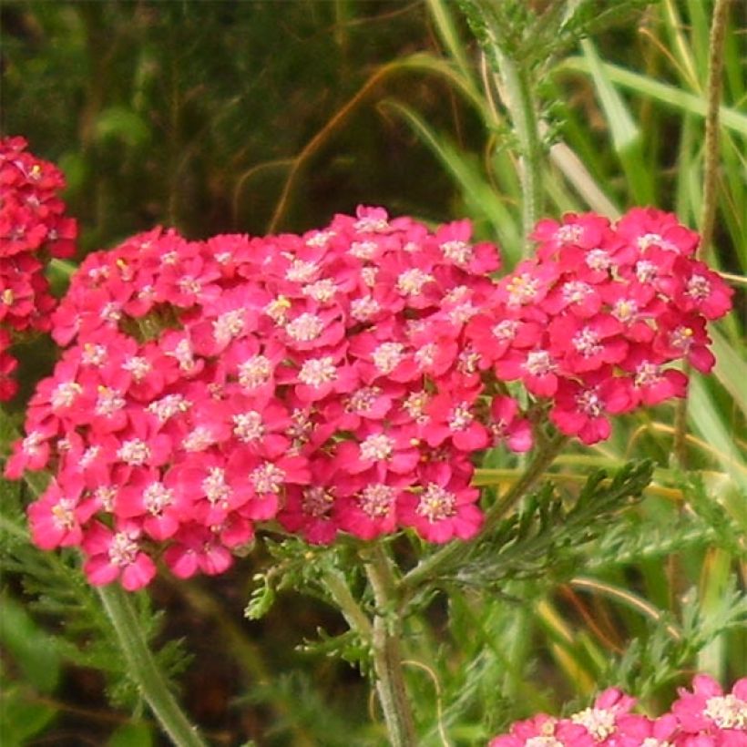 Achillea millefolium Petra - Duizendblad (Flowering)