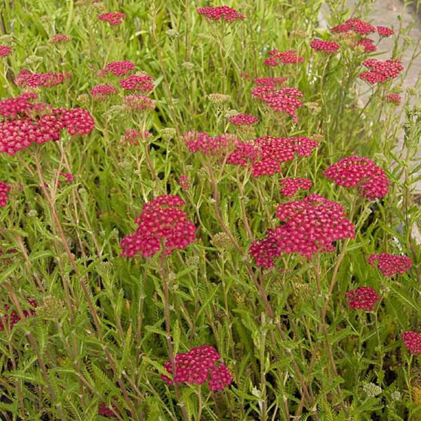 Achillea millefolium Velours - Duizendblad (Plant habit)