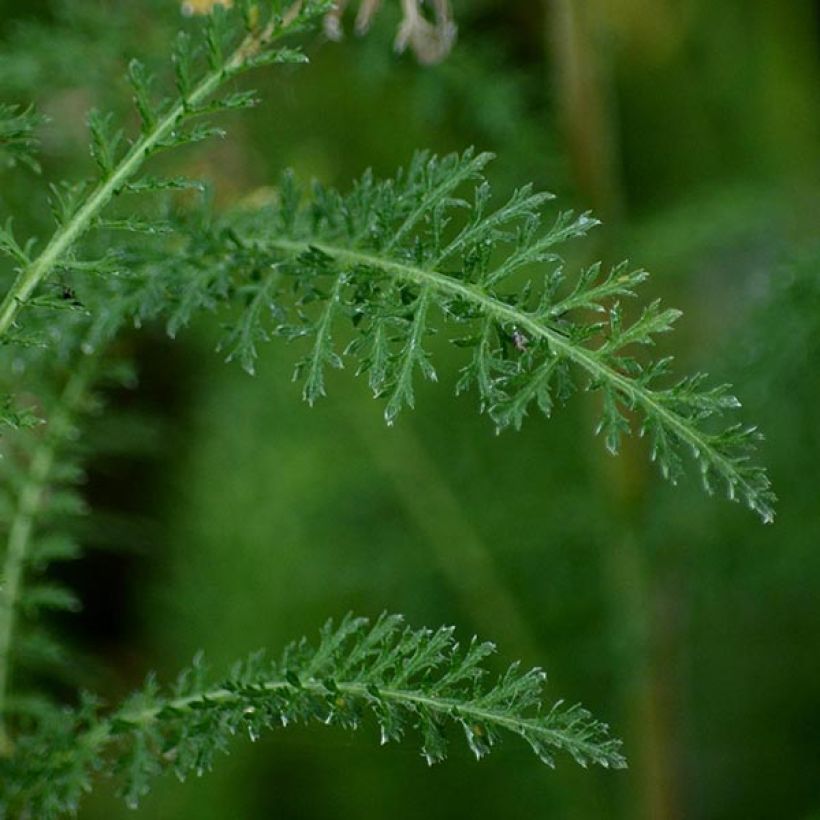 Achillea millefolium Cerise Queen - Duizendblad (Foliage)