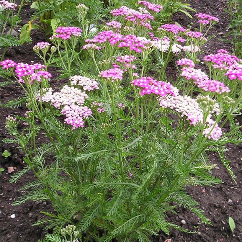Achillea millefolium Cerise Queen - Duizendblad (Plant habit)