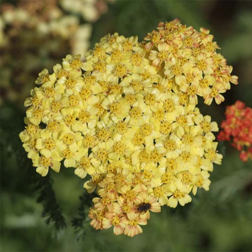 Achillea millefolium Desert Eve Terracotta - Duizendblad (Flowering)