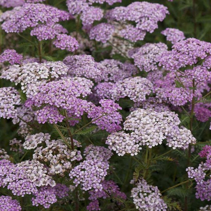 Achillea millefolium Excel - Duizendblad (Flowering)