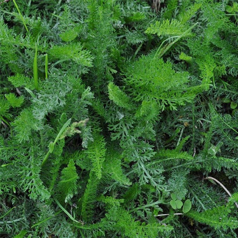 Achillea millefolium Jacqueline - Duizendblad (Blad)