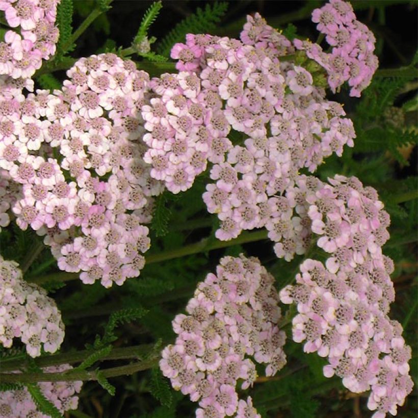 Achillea millefolium Jacqueline - Duizendblad (Bloei)