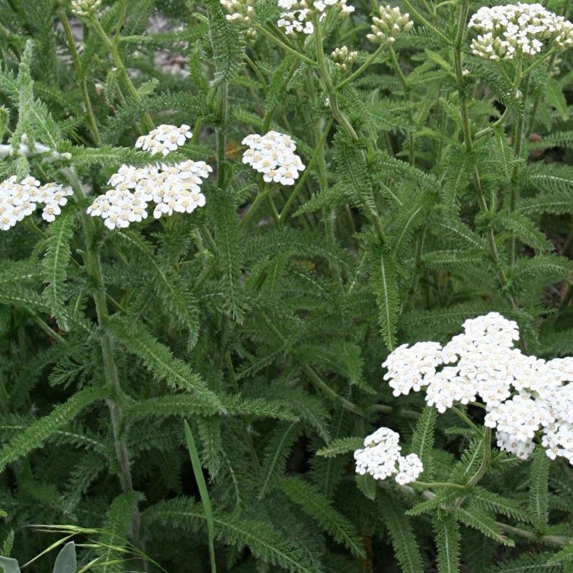Achillea filipendulina Mondpagode - Duizendblad (Blad)