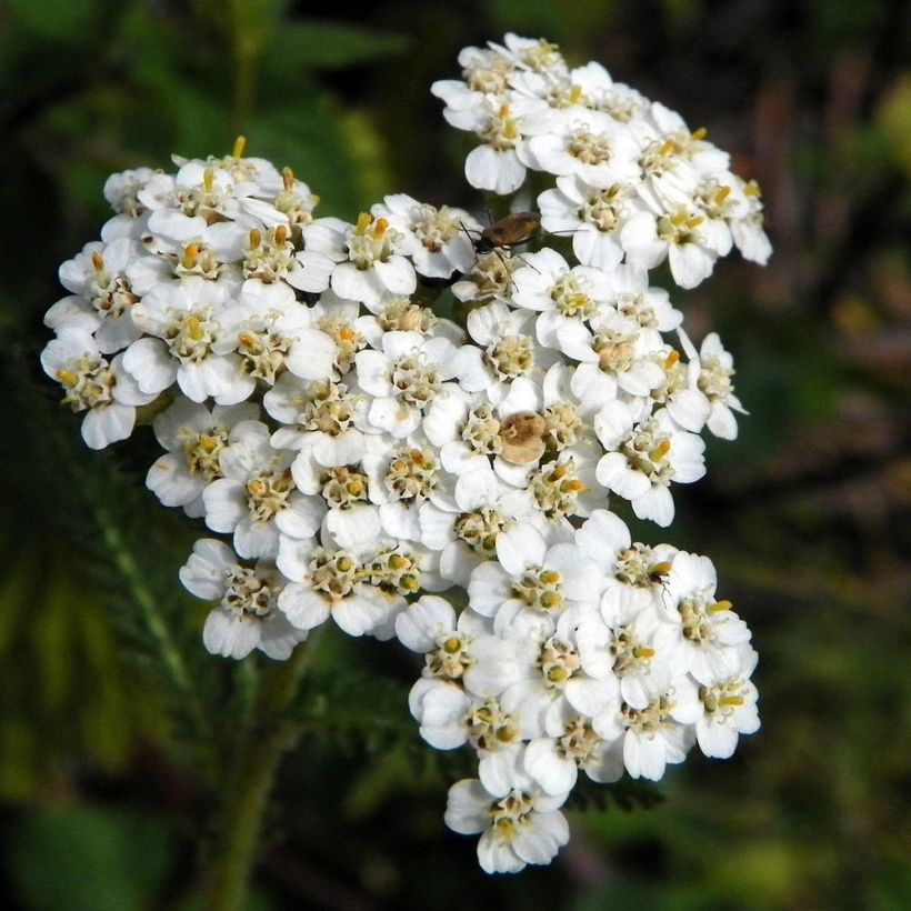 Achillea filipendulina Mondpagode - Duizendblad (Bloei)