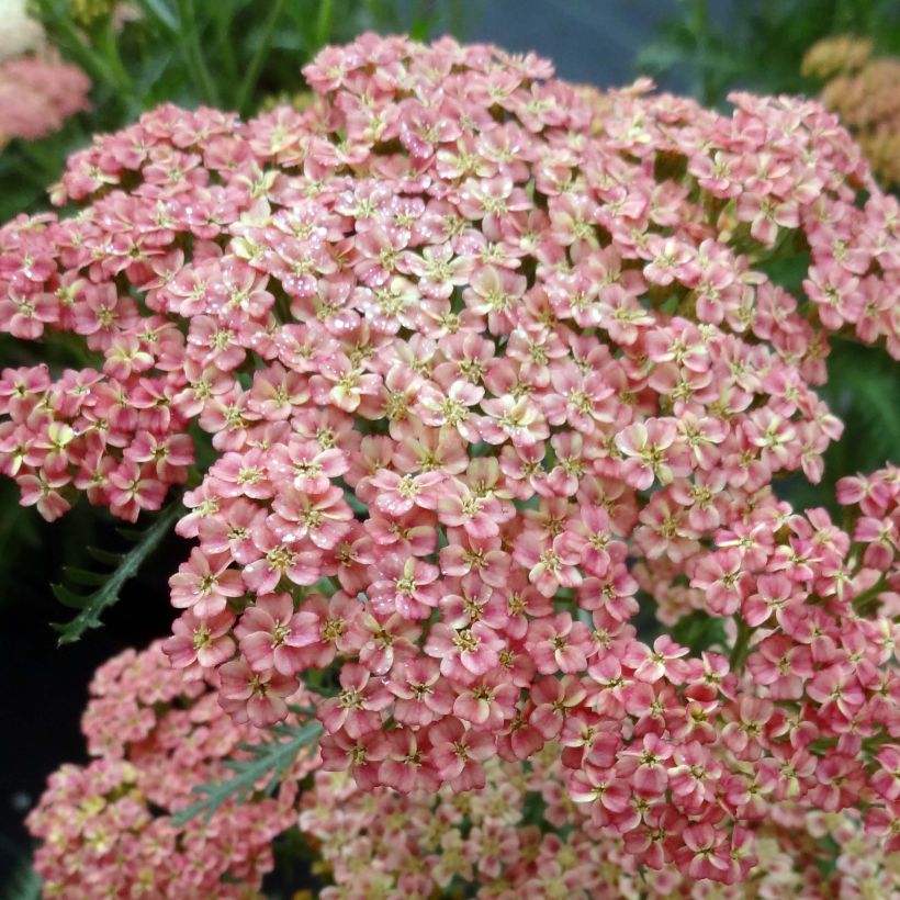 Achillea millefolium Peachy Seduction - Duizendblad (Flowering)