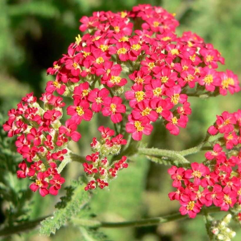 Achillea millefolium The Beacon - Duizendblad (Bloei)