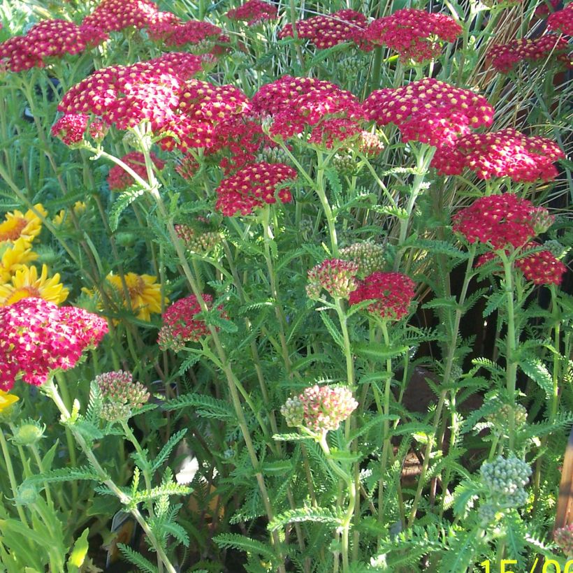 Achillea millefolium The Beacon - Duizendblad (Groeiplaats)
