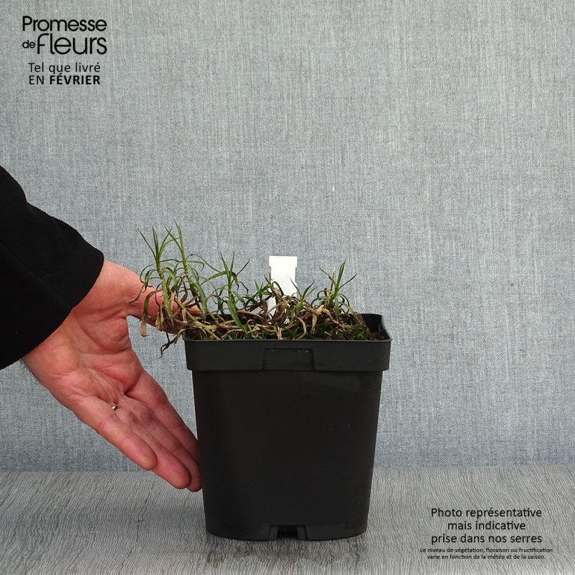 Example of Achillea ptarmica Boule de Neige - Bouton d'argent Pot van 2 l/3 l as you get in hiver