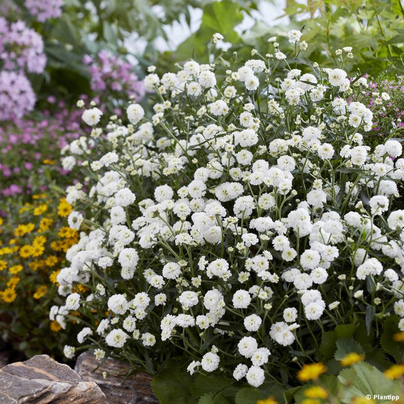 Achillea ptarmica Diadem - Hemdsknoopjes (Plant habit)