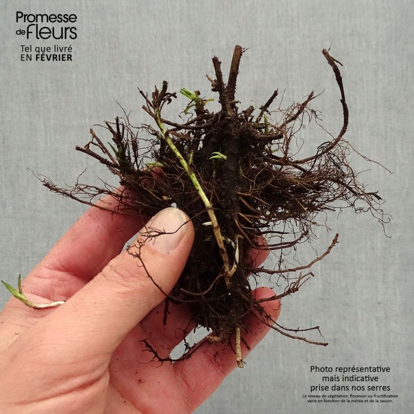 Example of Achillea ptarmica Diadem - Bouton d'argent Naakte wortel as you get in hiver