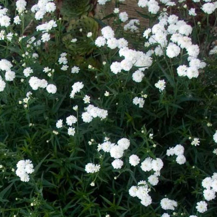 Achillea ptarmica Perry's White - Wilde bertram (Plant habit)