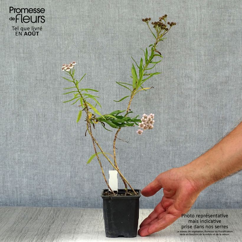 Exemplaar van Achillea sibirica var. camtschatica Love Parade Kweekpotje van 8/9 cm zoals geleverd in de zomer