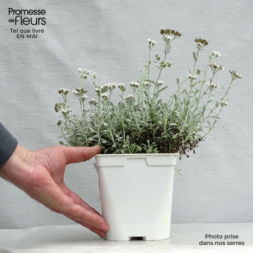 Example of Achillea umbellata - Achillée Pot van 2 l/3 l as you get in printemps