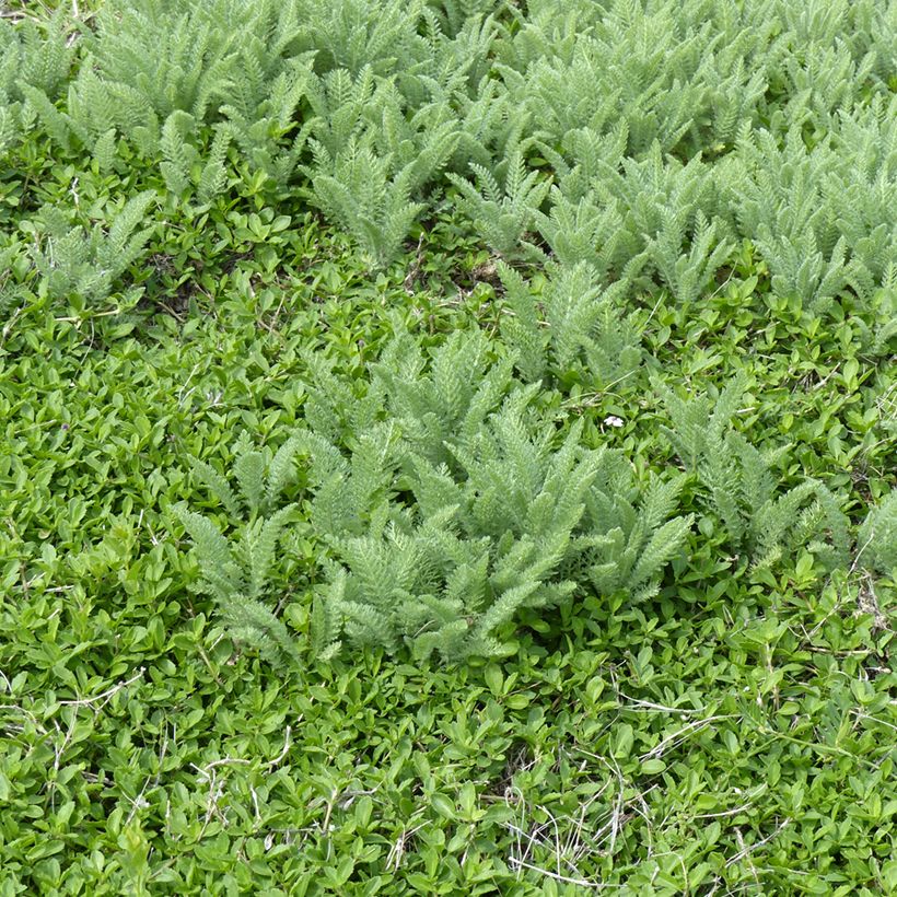 Achillea crithmifolia - Duizendblad (Groeiplaats)