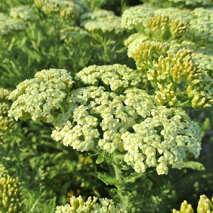 Achillea crithmifolia - Duizendblad (Bloei)