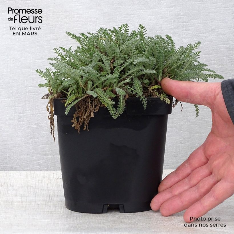 Exemplaar van Achillea crithmifolia - Duizendblad Pot van 2 l/3 l zoals geleverd in de lente