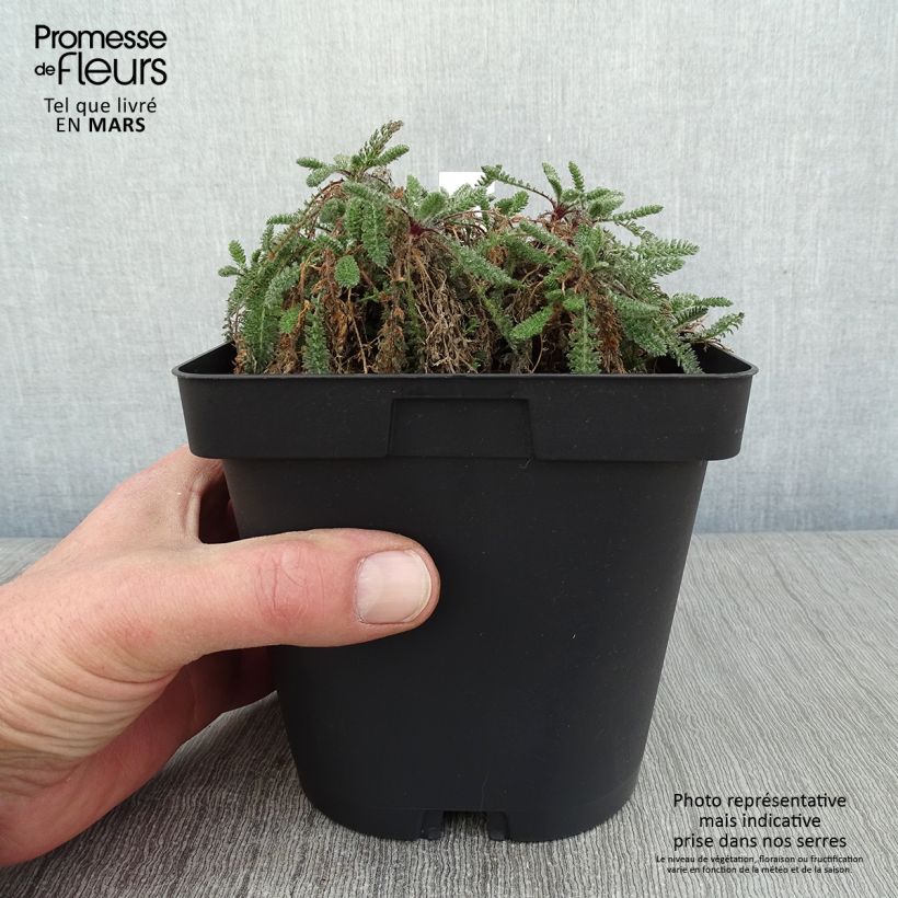 Example of Achillea crithmifolia - Duizendblad Pot van 2 l/3 l as you get in hiver