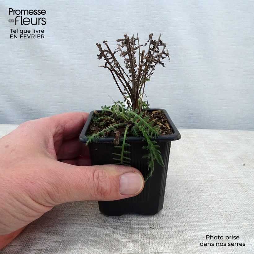 Example of Achillée - Achillea filipendulina Parker's Variety Kweekpotje van 8/9 cm as you get in hiver