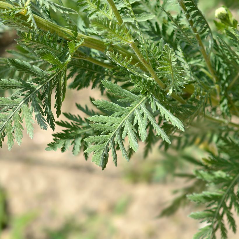 Achillea filipendulina Parker's Variety - Duizendblad (Blad)