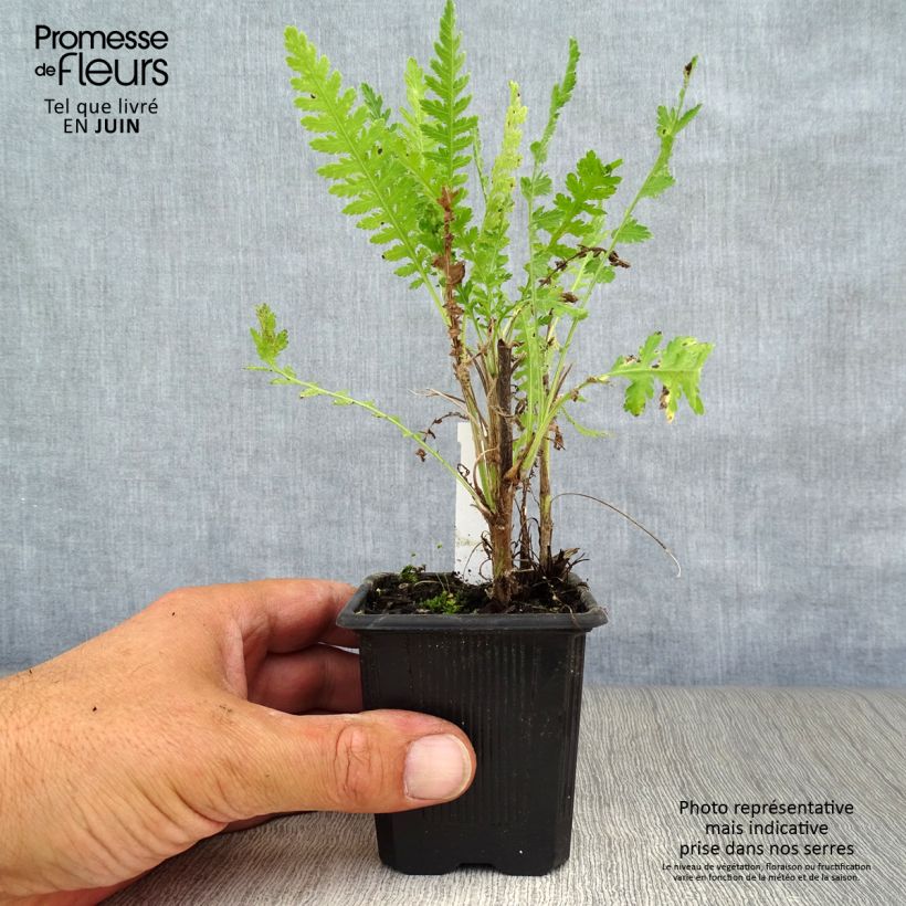 Exemplaar van Achillea filipendulina Parker's Variety - Duizendblad Kweekpotje van 8/9 cm zoals geleverd in de zomer