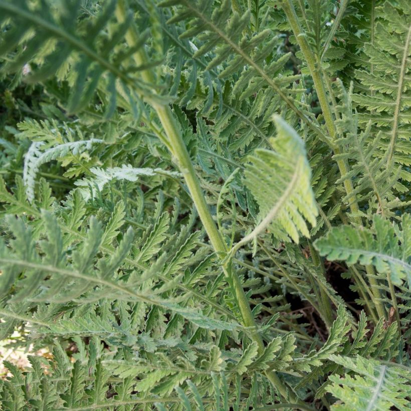 Achillea filipendulina Coronation Gold - Duizendblad (Foliage)