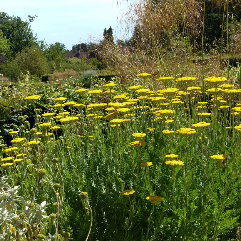 Achillea filipendulina Coronation Gold - Duizendblad (Plant habit)