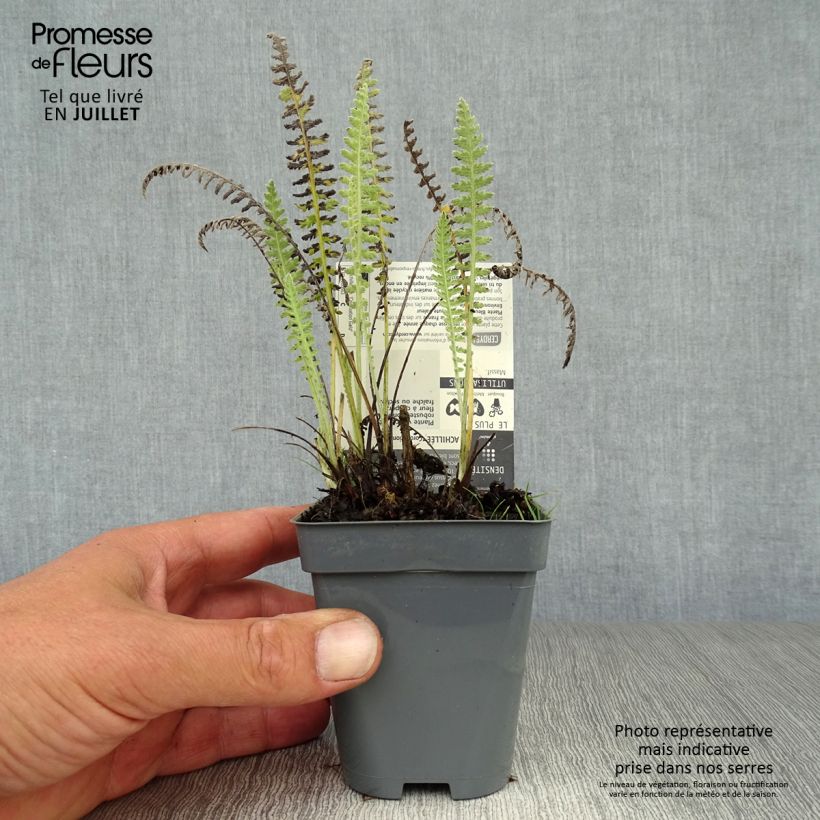 Exemplaar van Achillea filipendulina Coronation Gold - Duizendblad Kweekpotje van 8/9 cm zoals geleverd in de zomer
