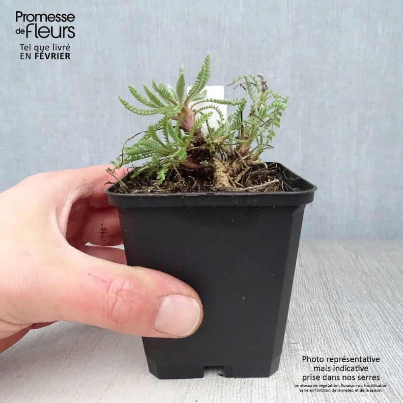 Example of Achillea filipendulina Coronation Gold - Duizendblad Kweekpotje van 8/9 cm as you get in hiver