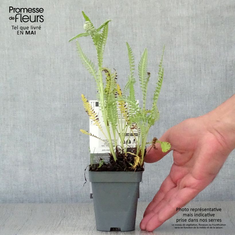 Exemplaar van Achillea filipendulina Coronation Gold - Duizendblad Kweekpotje van 8/9 cm zoals geleverd in de lente