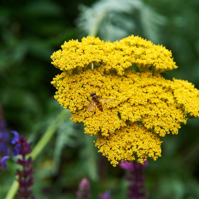 Achillea filipendulina Coronation Gold - Duizendblad (Bloei)