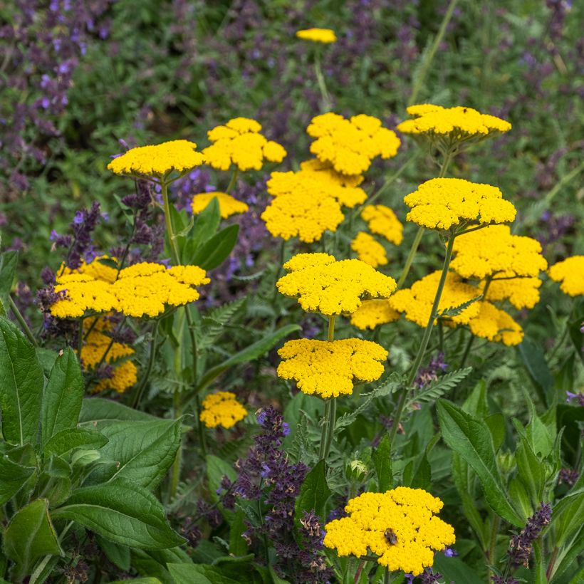 Achillea filipendulina Coronation Gold - Duizendblad (Groeiplaats)