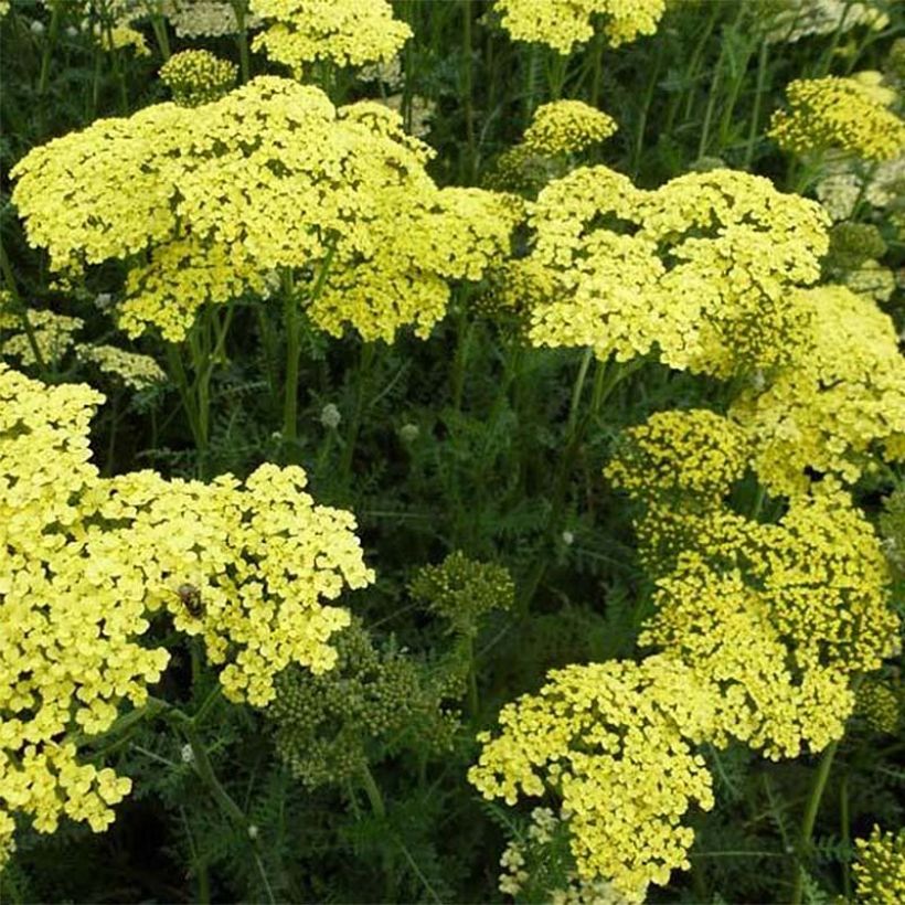 Achillea filipendulina Credo - Duizendblad (Flowering)