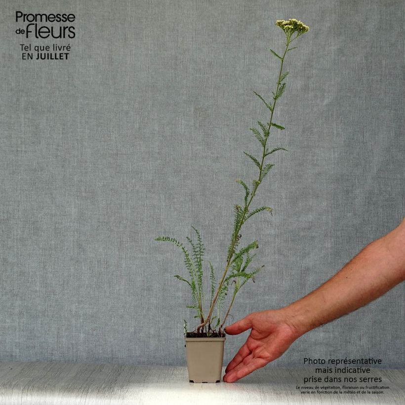 Exemplaar van Achillea filipendulina Credo - Duizendblad Kweekpotje van 8/9 cm zoals geleverd in de zomer