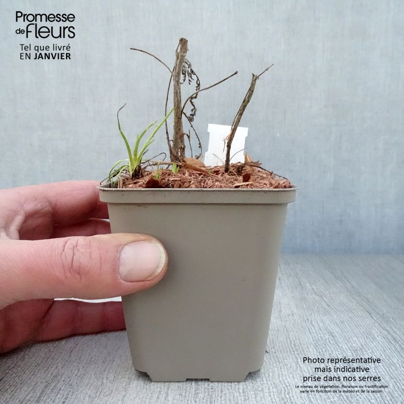 Example of Achillée Credo Kweekpotje van 8/9 cm as you get in hiver