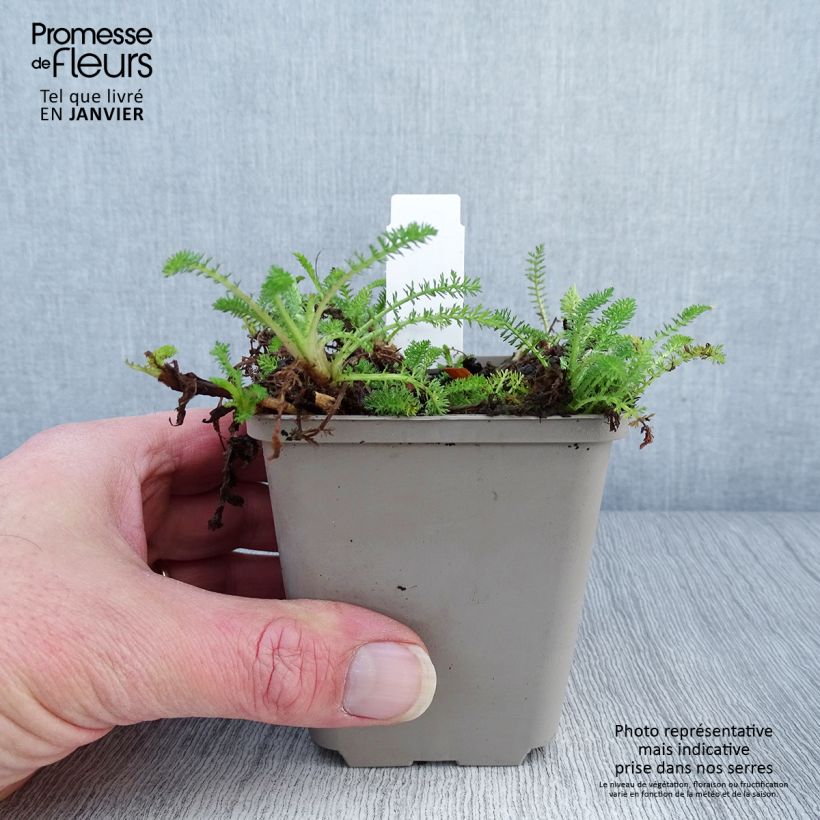 Example of Achillée Desert Eve Red Kweekpotje van 7/8 cm as you get in hiver